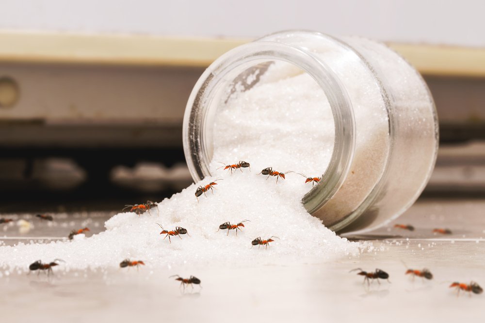 Home Remedies to Keep Ants Away From Sugar Jars