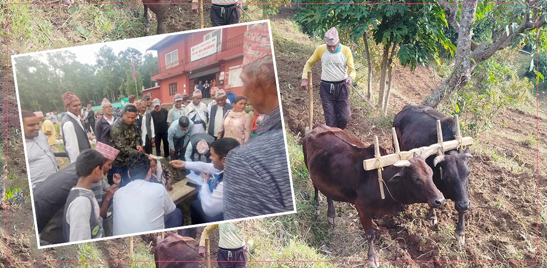 खेती लगाउन गोरु पाल्दा सरकारले दियो अनुदान, किसान दङ्ग