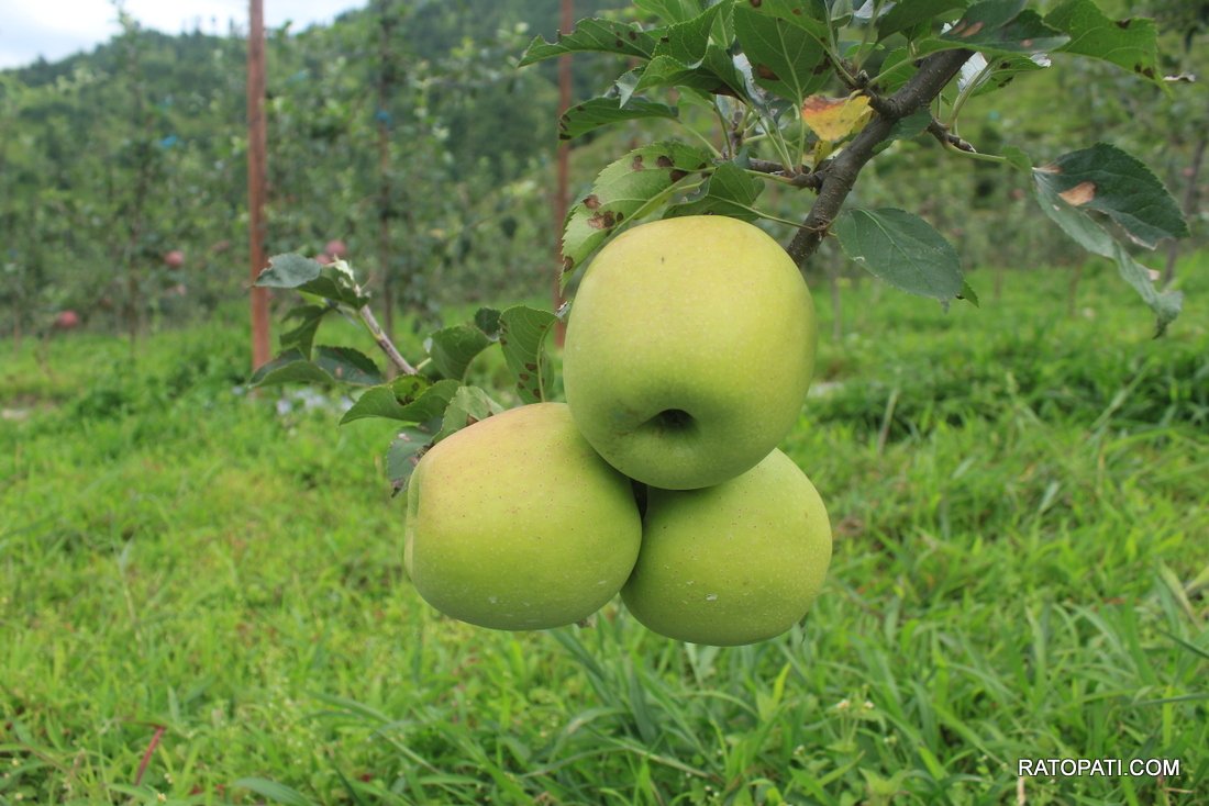 apple (3)