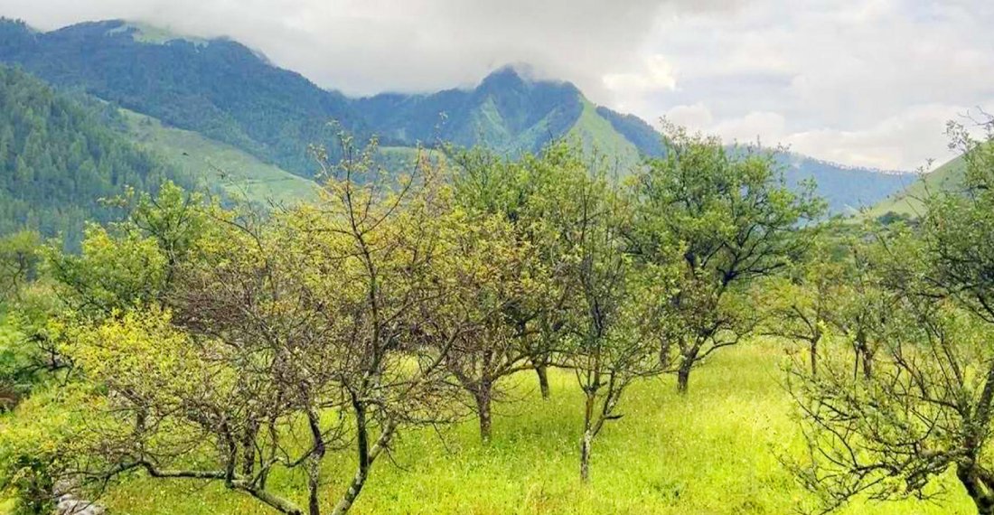   ढोरपाटन र निसेलढोरमा स्याउ नफल्दा किसान चिन्तित