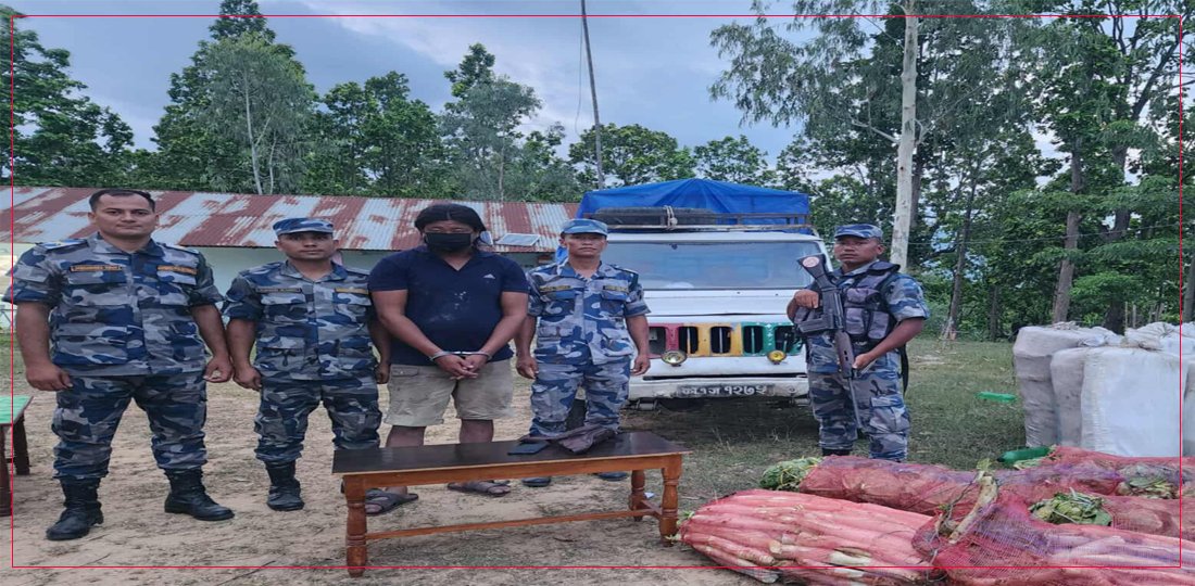 उदयपुरमा सशस्त्र प्रहरीद्वारा ४ सय ३६ किलो गाँजा सहित एक जना पक्राउ