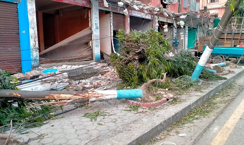 ashok-tree3