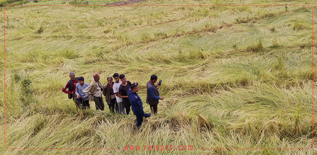 भित्र्याउन लागेको बालीनाली असिनाले नष्ट भएपछि कर्णालीका किसानलाई छाक टार्ने चिन्ता