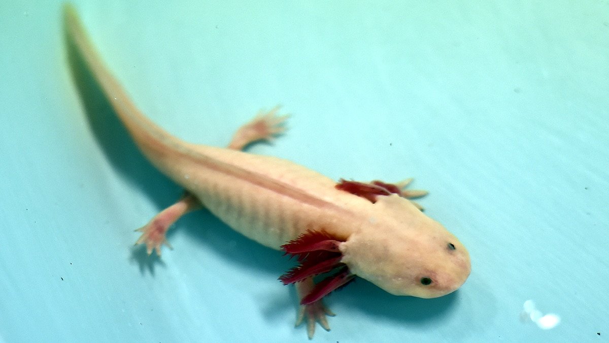 axolotls_brain_regrow_afp_1