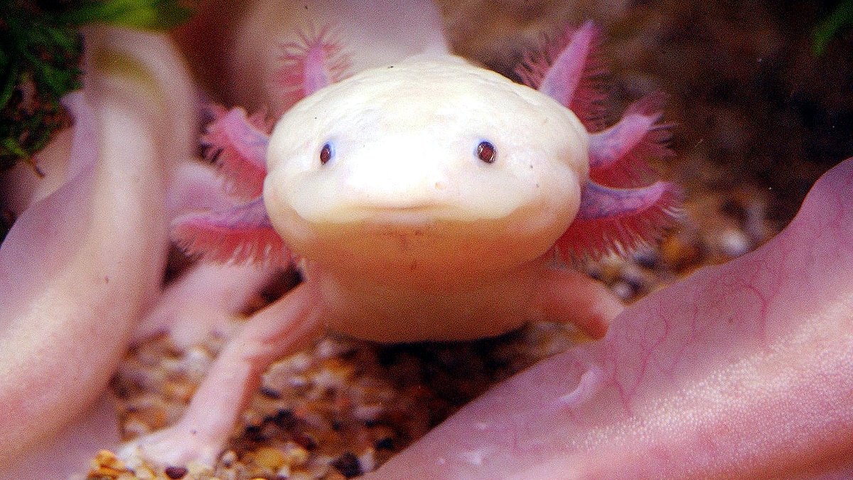 axolotls_brain_regrow_afp_2