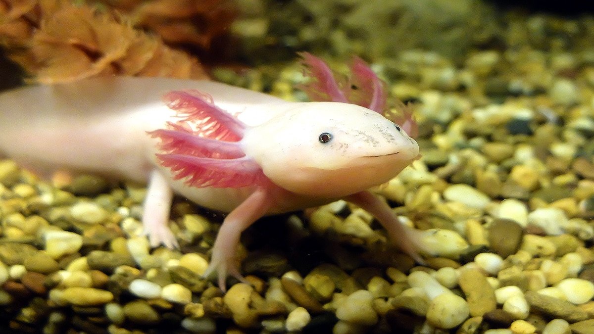 axolotls_brain_regrow_getty_1