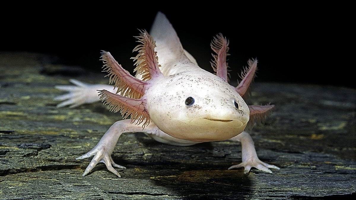 axolotls_brain_regrow_getty_2_0