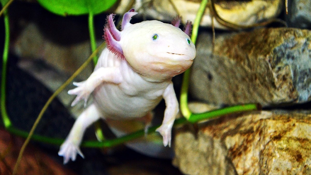 axolotls_brain_regrow_getty_3