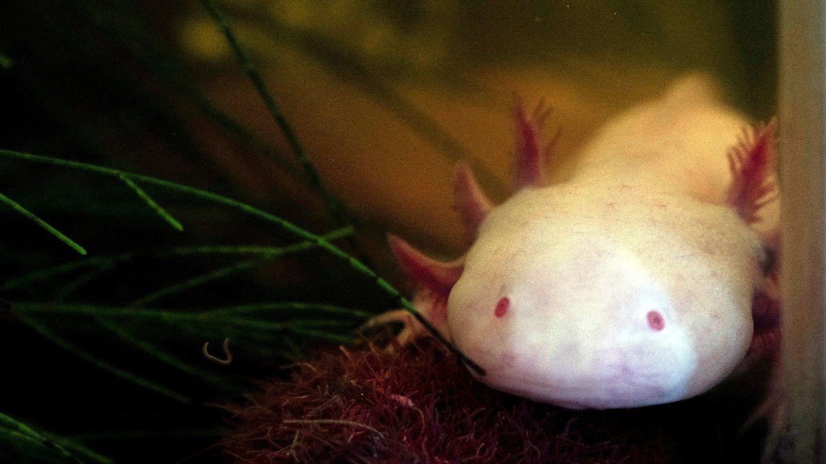 axolotls_brain_regrow_rt_1