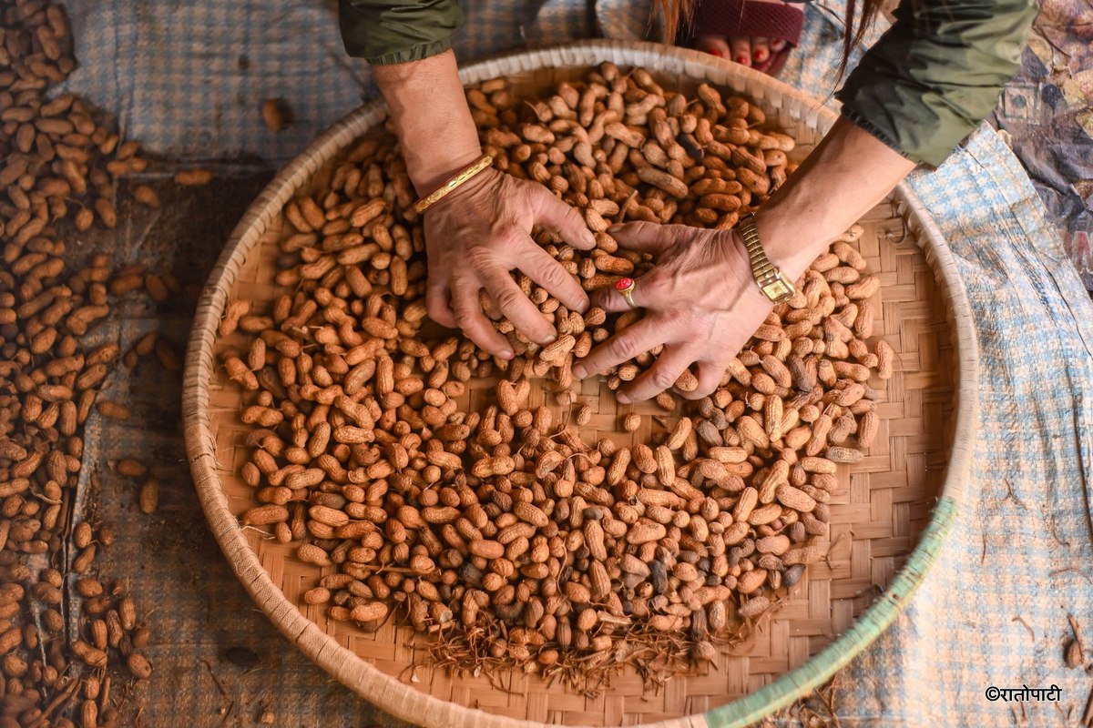   स्वाद र स्वास्थ्यको खजाना : जाडोमा बदामको बिक्री बढ्यो (तस्बिरहरू)