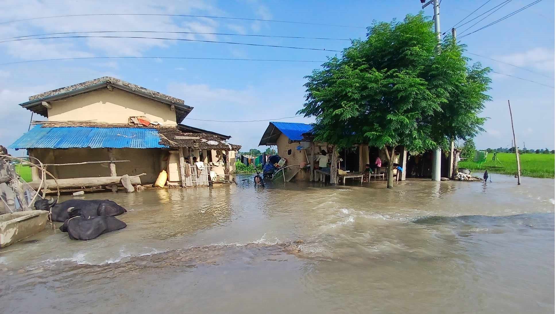 कैलालीमा २ दिनदेखिको बाढी घटेन, ५ सय बढी घर डुबानमा