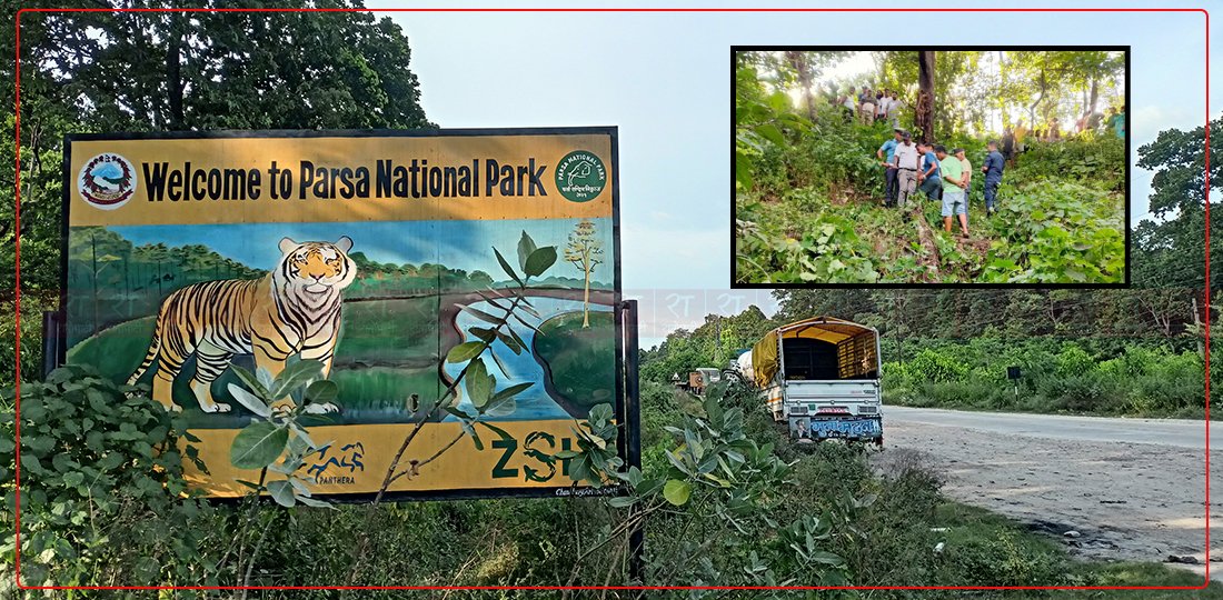   पथलैया–अम्लेखगञ्ज सडकखण्डमा बाघको त्रास, दुई महिना यता तीन जनाको मृत्यु