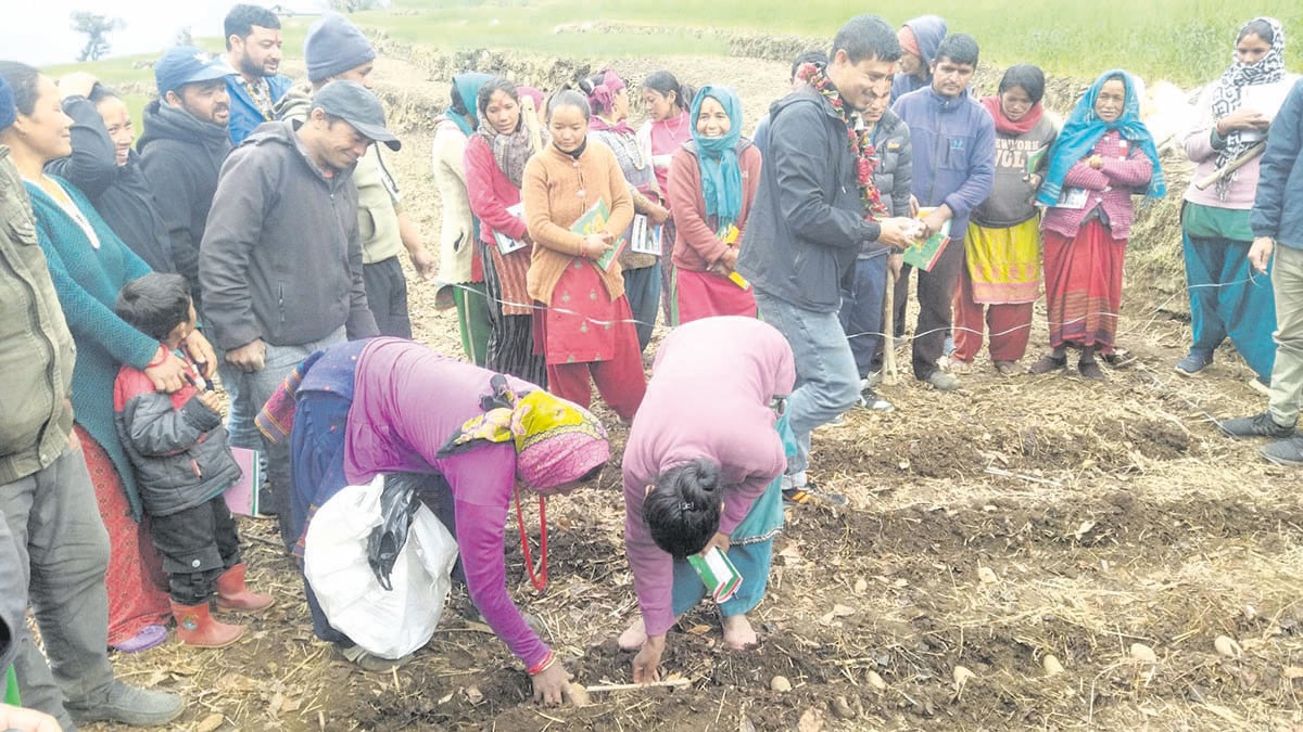 बाजुरामा आलु पाठशाला सञ्चालन