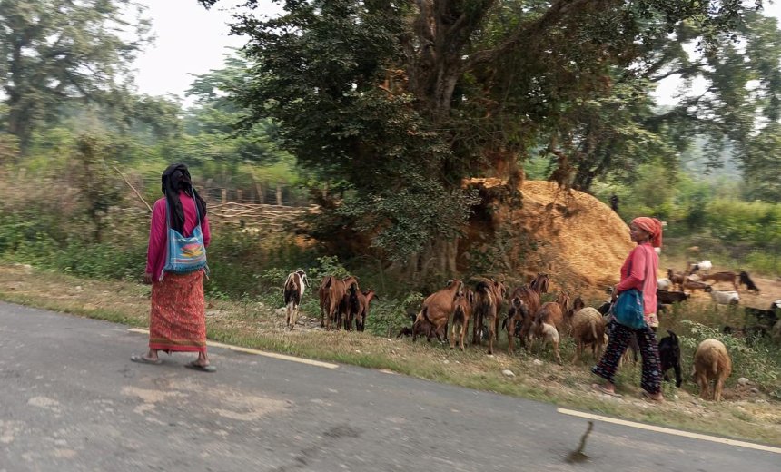   राप्तीसोनारीका महिला बाख्रापालनतर्फ आकर्षित