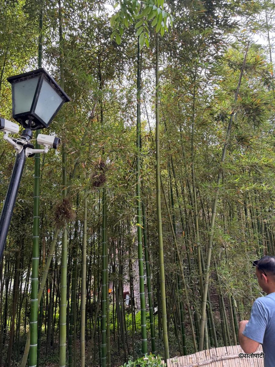 bamboo (5)