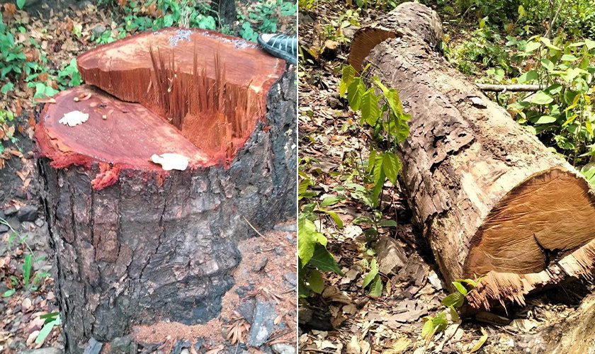 कैलालीमा अध्यक्षकै संलग्नतामा सामुदायिक वन फडानी