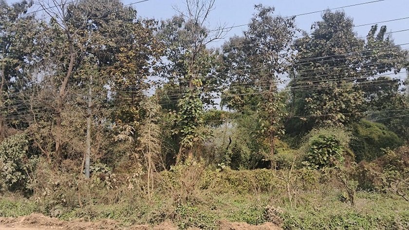   सामुदायिक वनको आगामी गन्तव्यः चुनौती, अवसर र नयाँ दिशा
