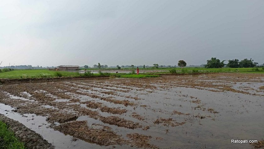 मधेस प्रदेशमा ५९ प्रतिशत मात्र धान रोपाइँ