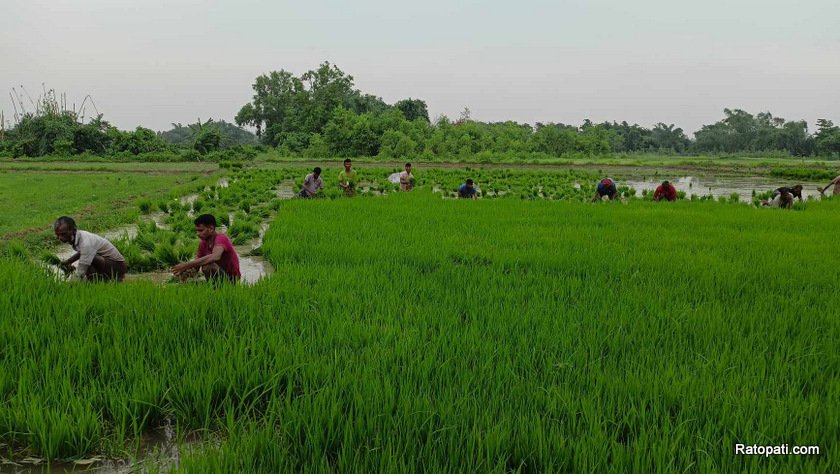 असार मसान्तसम्म बारामा ३० प्रतिशत मात्रै रोपाइँ