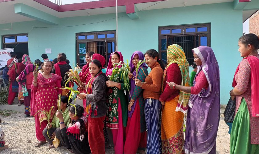 बारामा फौजी किरा र गभारोले मकै किसान आजित