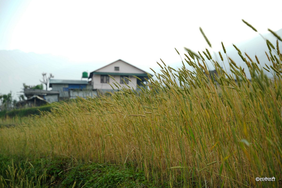 Barpak_Gorkha (6)