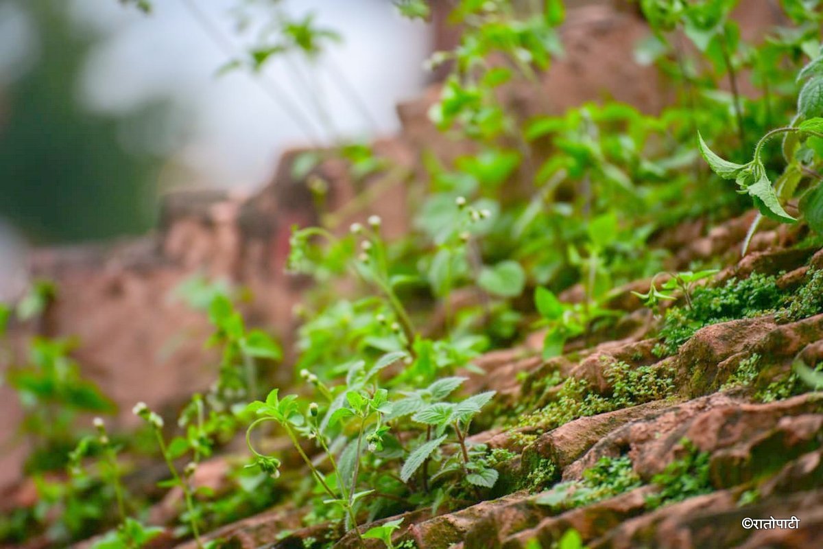 Basantapur ma Grass_NPL (12)