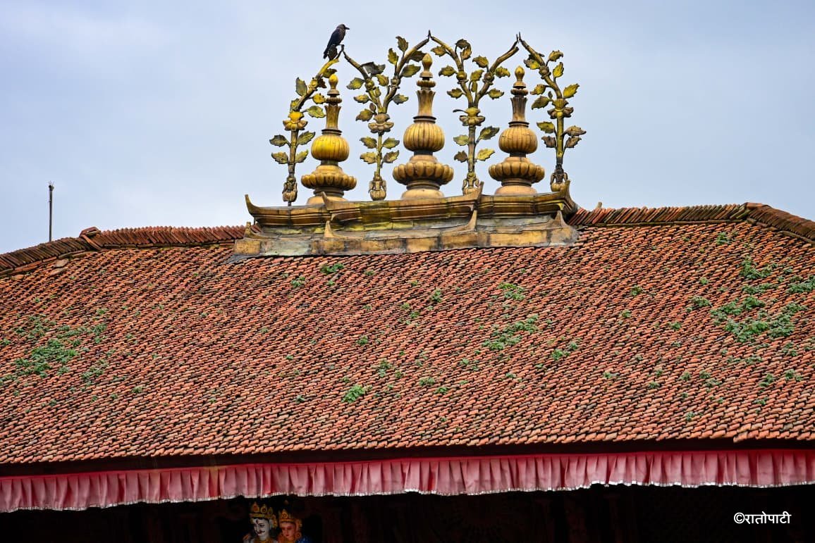 Basantapur ma Grass_NPL (15)