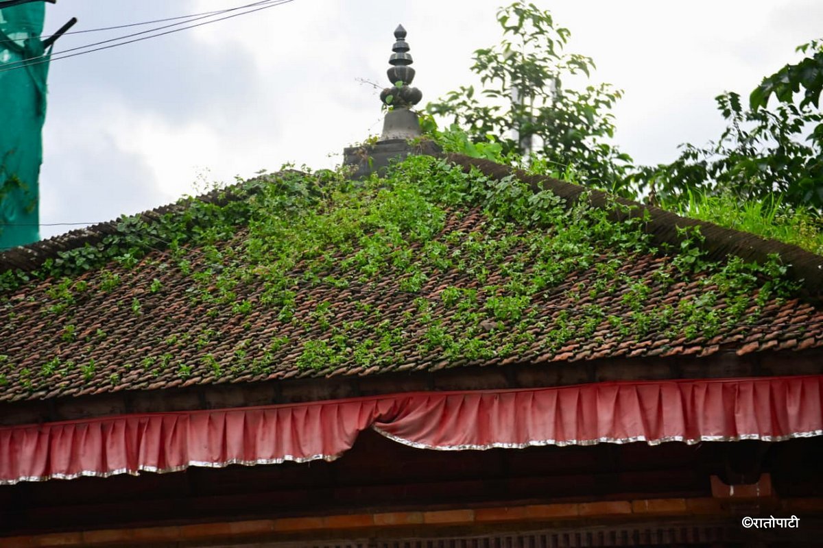 Basantapur ma Grass_NPL (18)