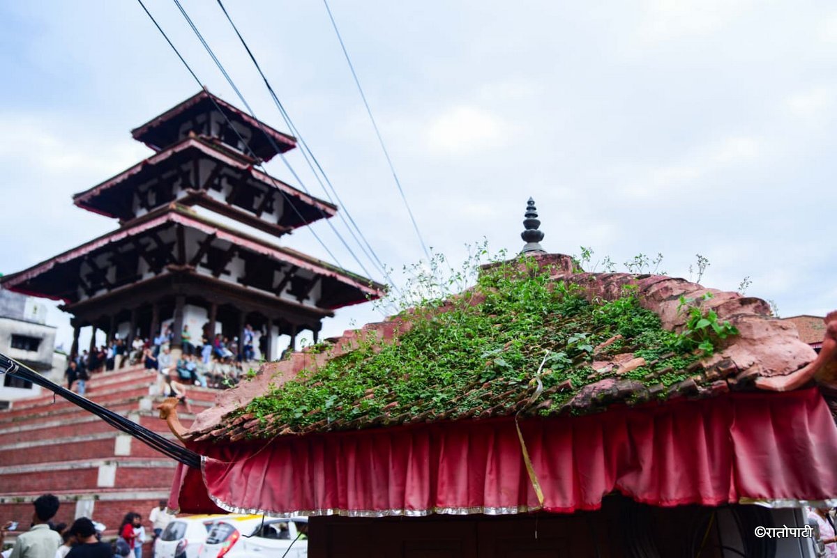 Basantapur ma Grass_NPL (2)