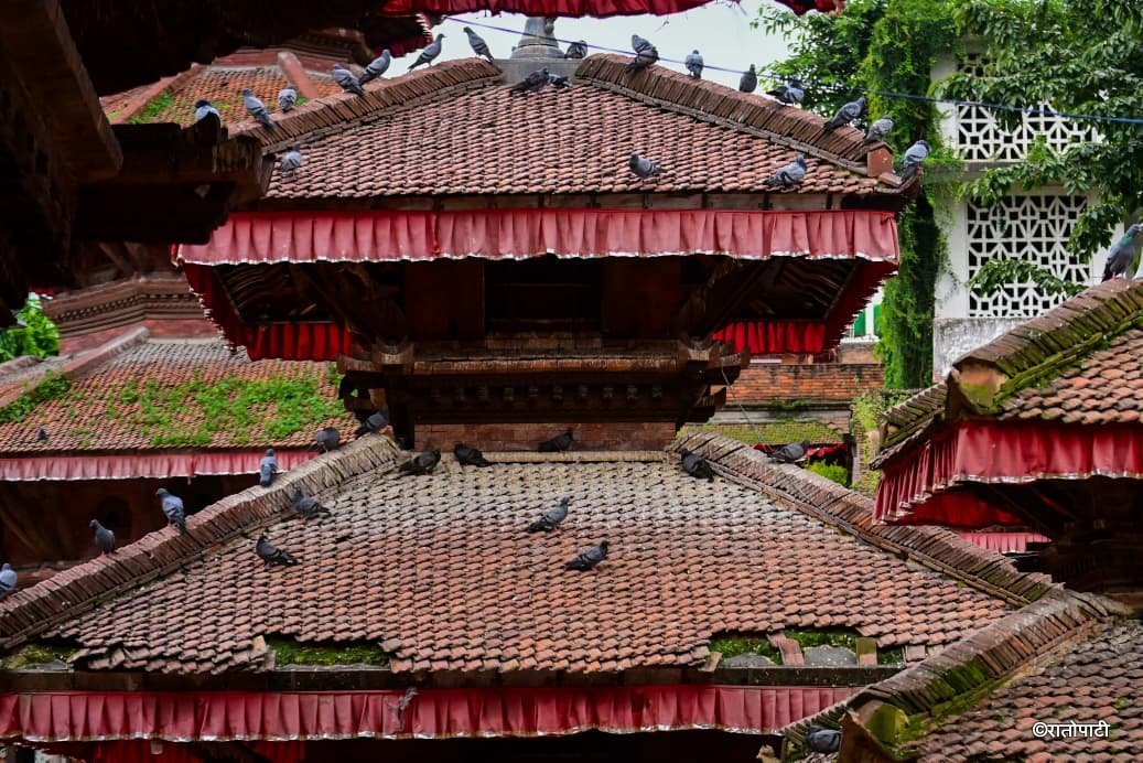 Basantapur ma Grass_NPL (20)