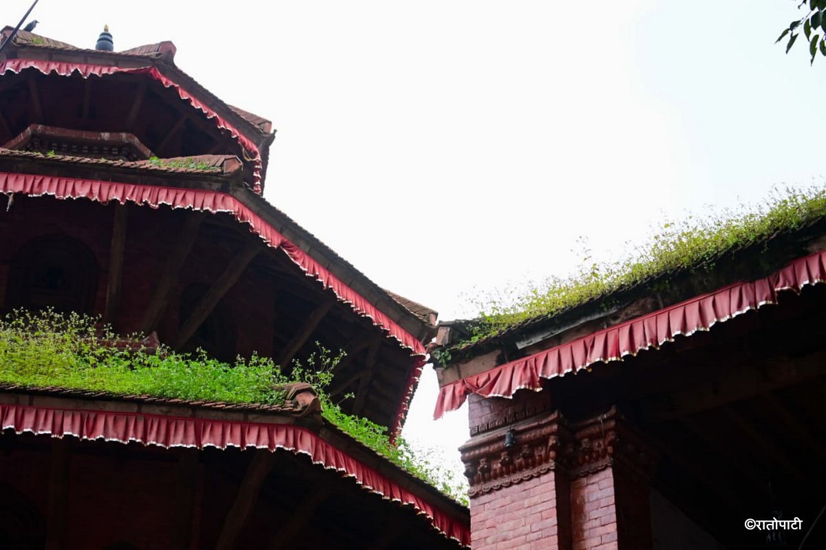 Basantapur ma Grass_NPL (25)