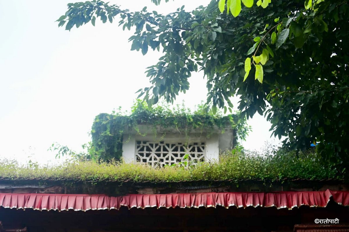 Basantapur ma Grass_NPL (26)