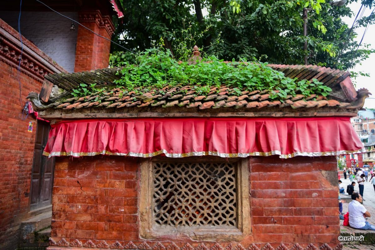 Basantapur ma Grass_NPL (28)