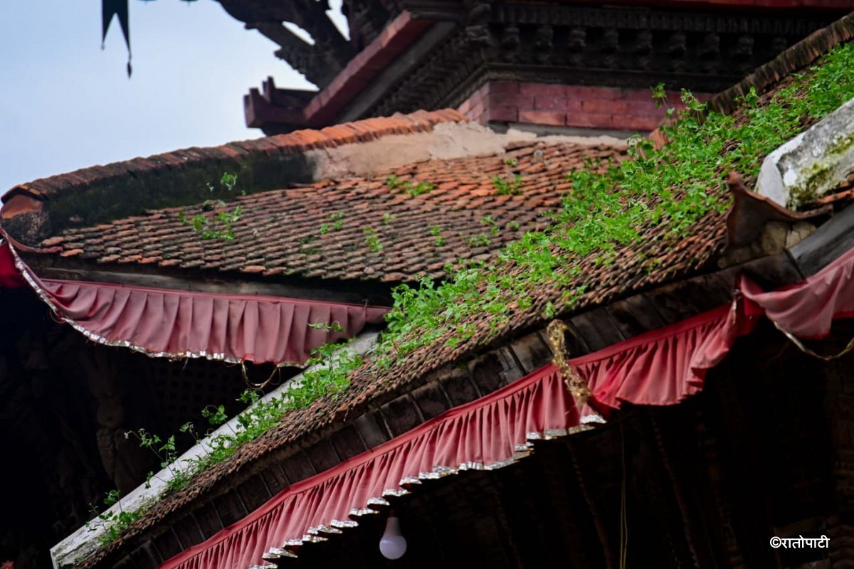 Basantapur ma Grass_NPL (29)