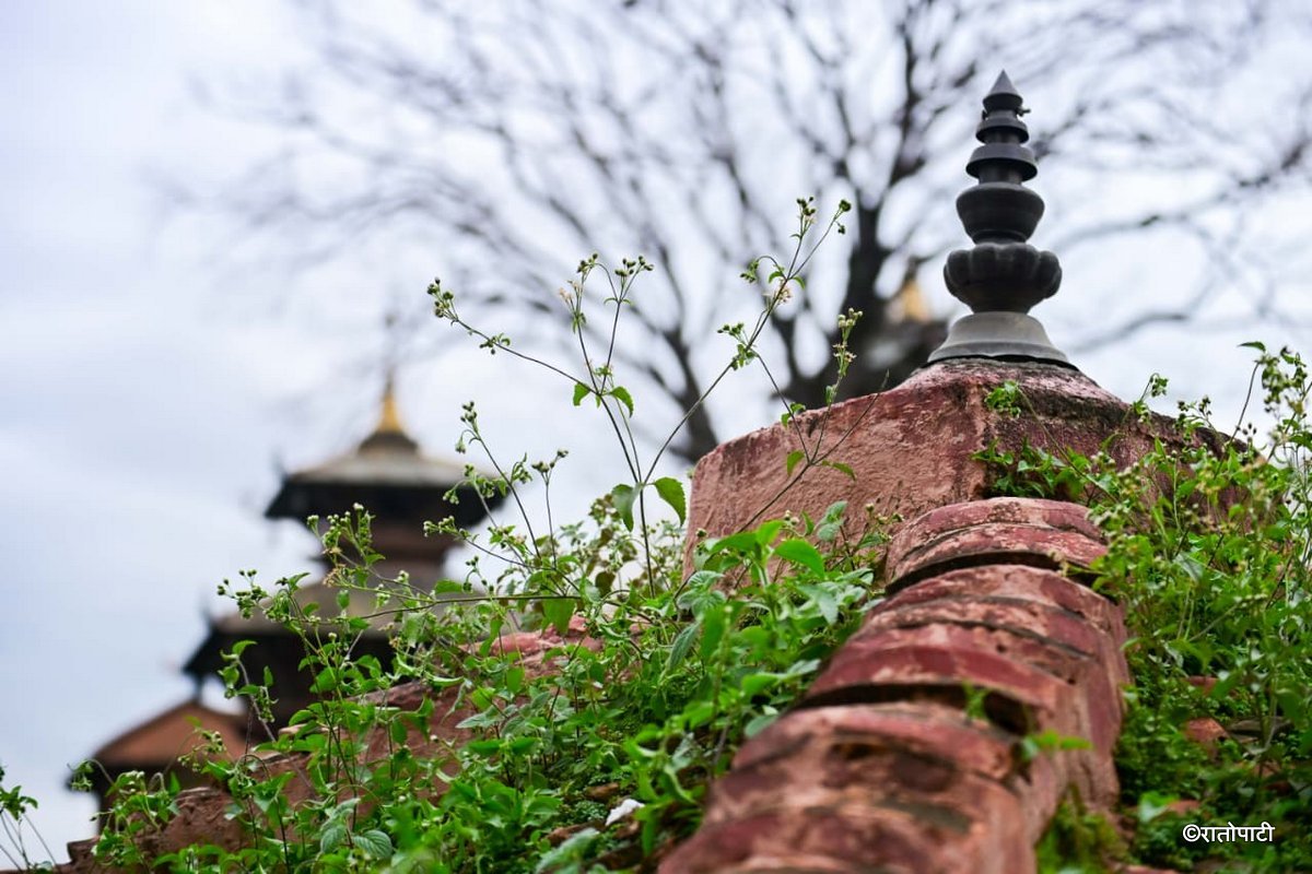Basantapur ma Grass_NPL (3)