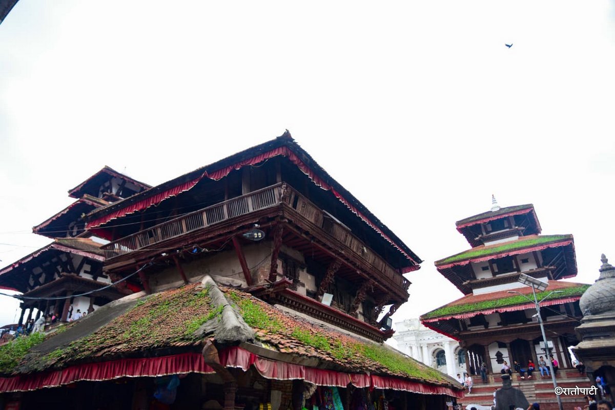 Basantapur ma Grass_NPL (6)