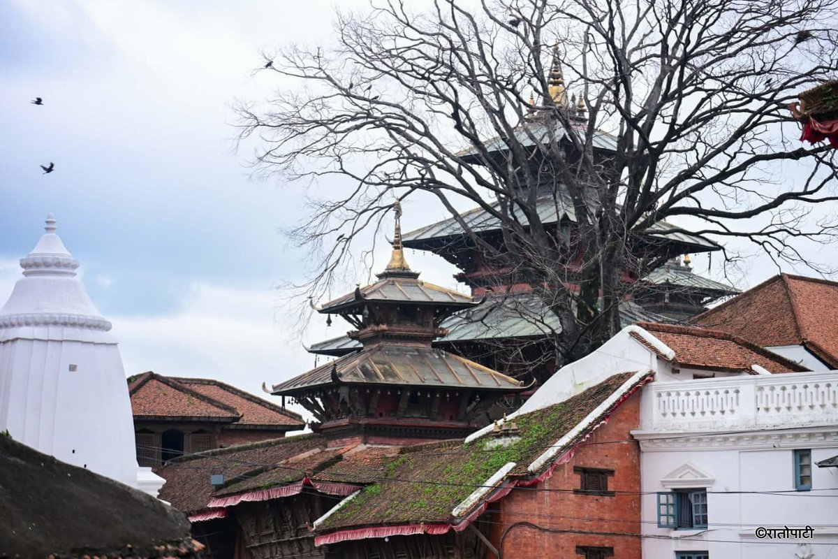 Basantapur ma Grass_NPL (7)