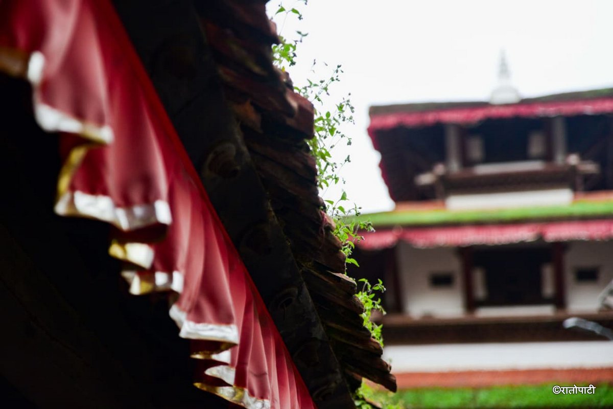Basantapur ma Grass_NPL (8)