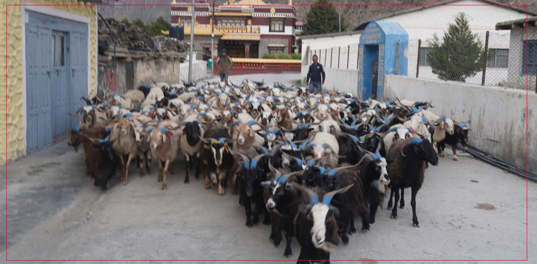   डोल्पा र जुम्लाका भेडाच्याङ्ग्रा मुस्ताङमा
