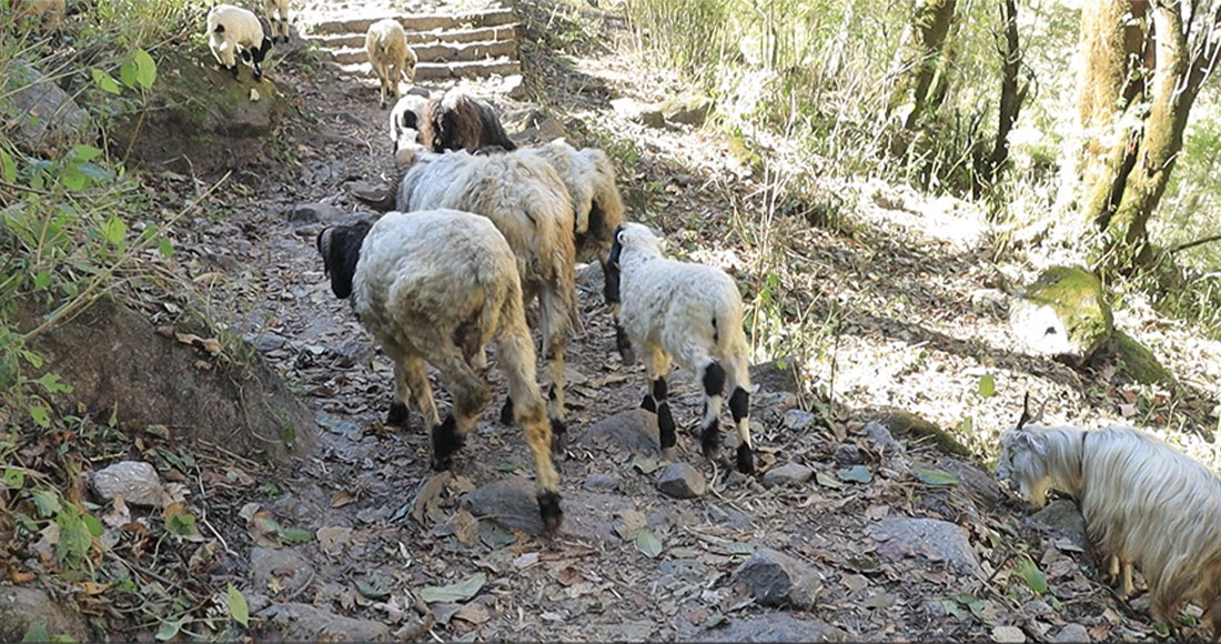 हिमालको चिसो छल्न बेँसी झरे सुदूरपश्चिमका भेडाबाख्रा र गोठालाहरू
