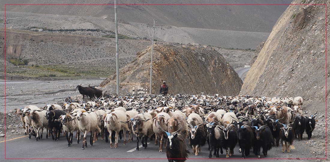   दसैँका लागि १३ हजार भन्दा बढी भेडाच्याङ्ग्रा मुस्ताङ हुँदै अन्य जिल्ला पठाइयो