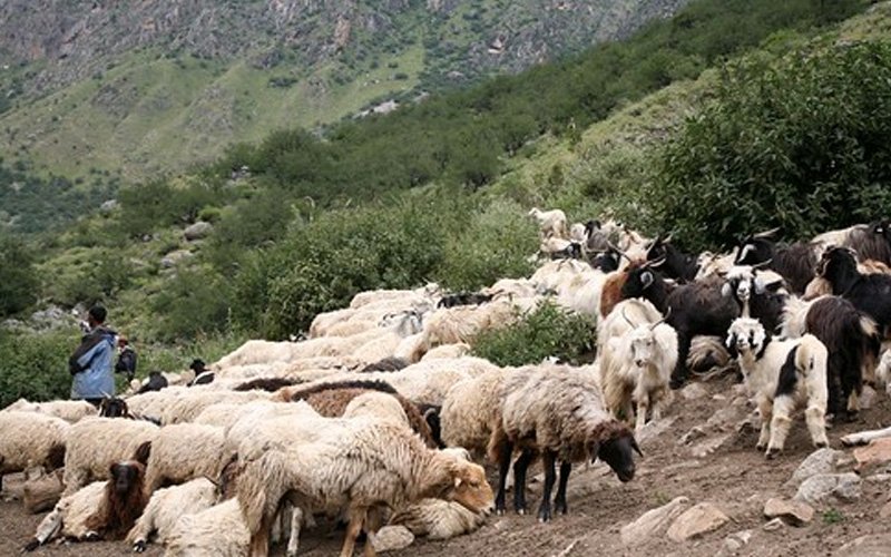 भेडापालनलाई प्रवर्द्धन गर्न प्रदेश सरकारले किसानलाई दियो गोठालो भत्ता