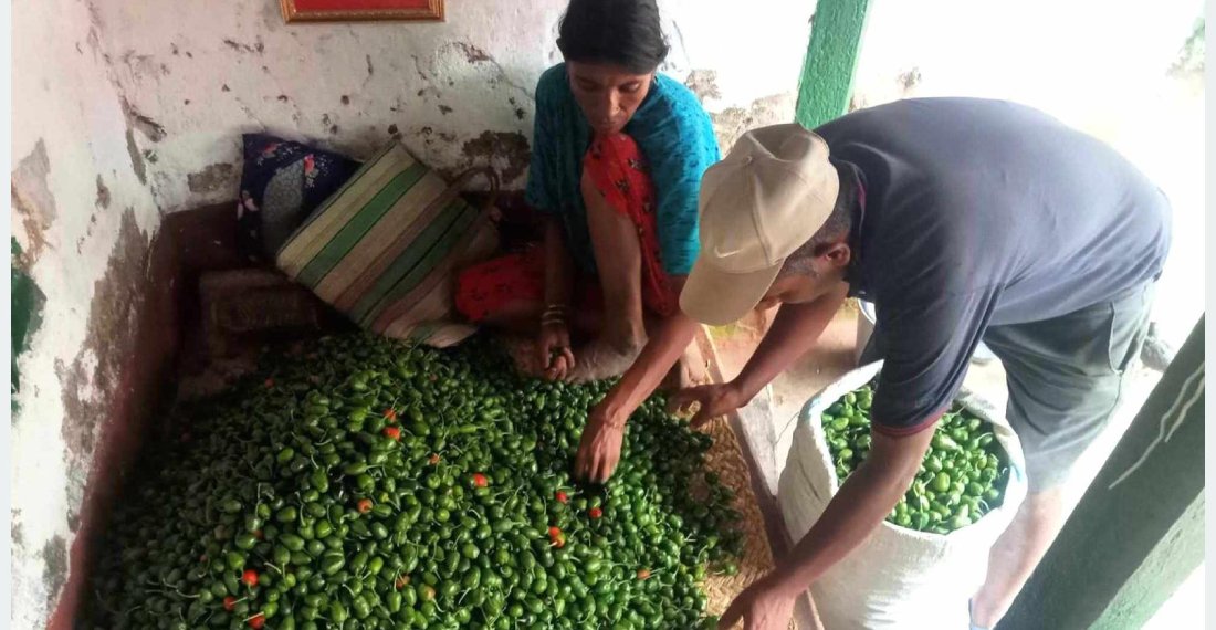   आम्दानीको स्रोत बन्दै ‘अकबरे’