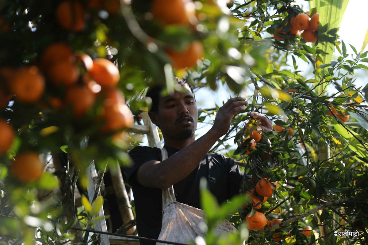 bhojpur orange (10)