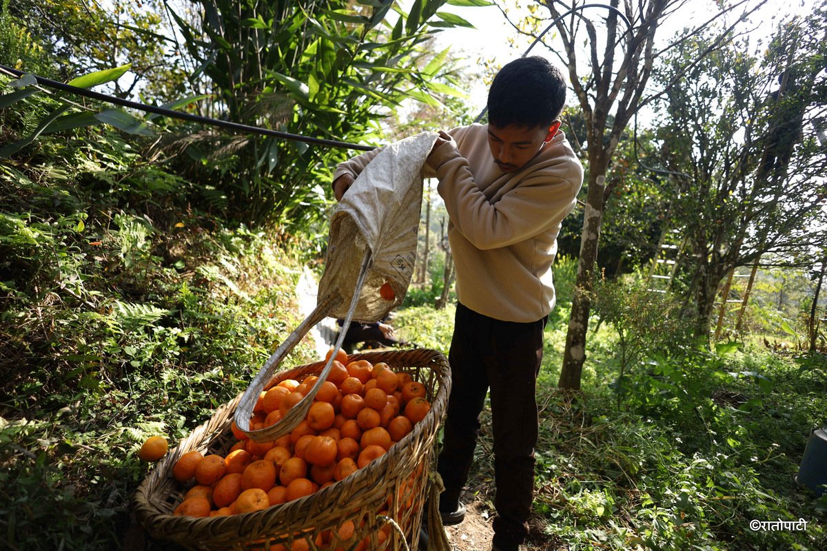 bhojpur orange (12)