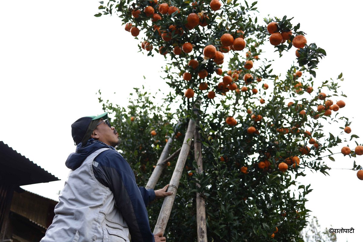 bhojpur orange (3)