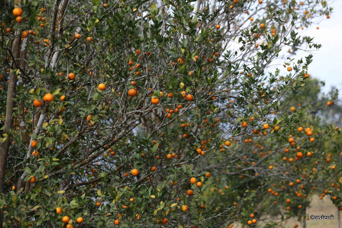 bhojpur orange (4)