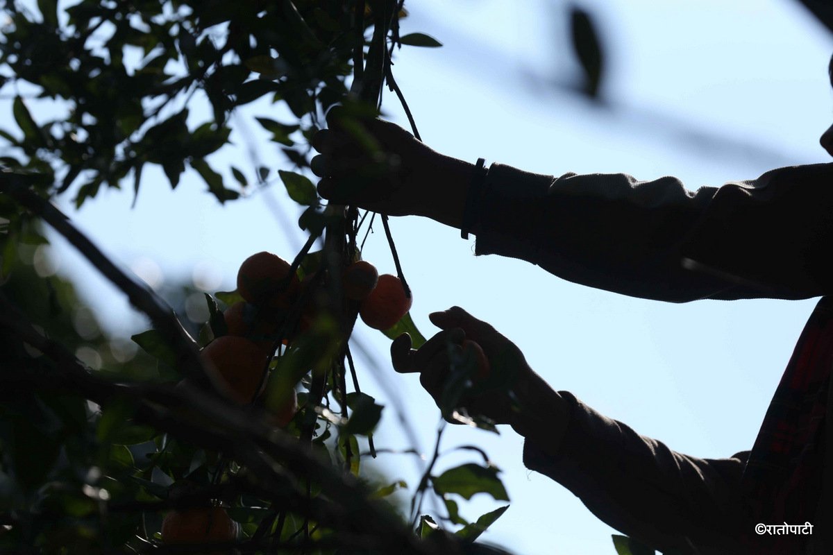 bhojpur orange (5)