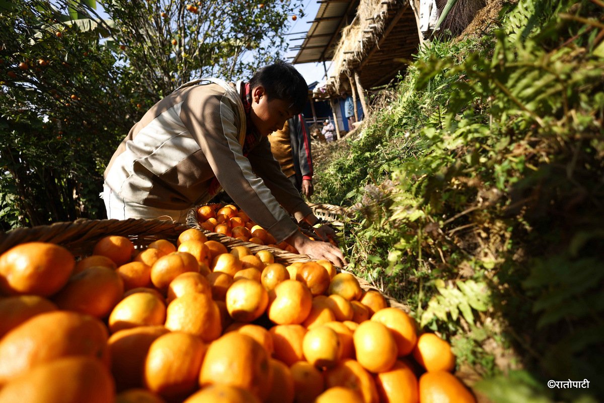 bhojpur orange (6)