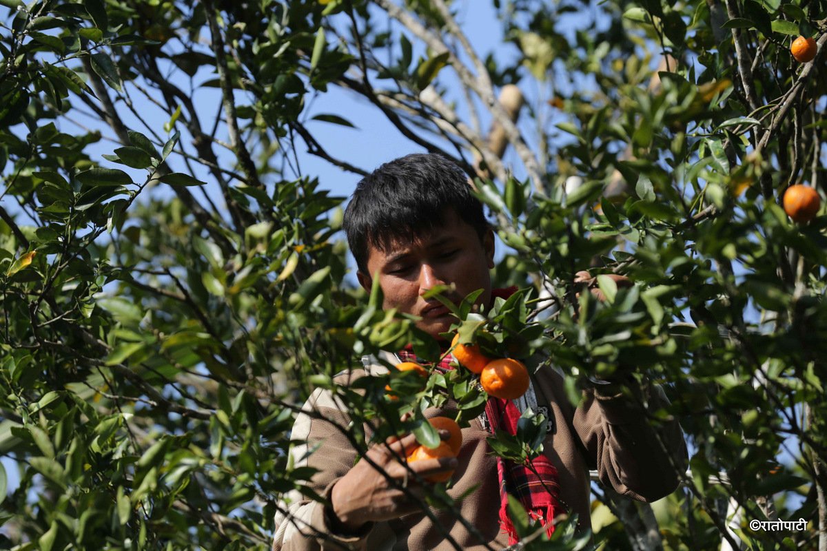 bhojpur orange (7)